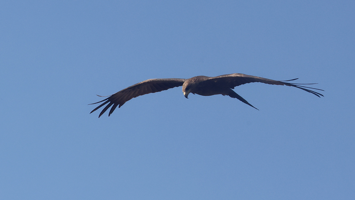 Yellow-billed Kite